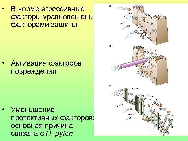  • В норме агрессивные факторы уравновешены факторами защиты • Активация факторов повреждения •