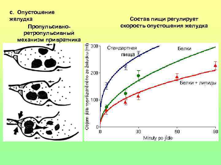 c. Опустошение желудка Пропульсивноретропульсивный механизм привратника Состав пищи регулирует скорость опустошения желудка Стандартная Белки