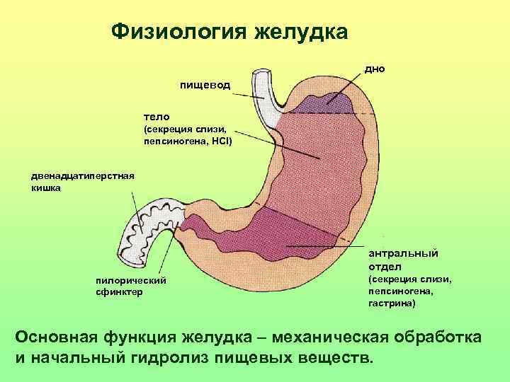 Физиология желудка дно пищевод тело (секреция слизи, пепсиногена, HCl) двенадцатиперстная кишка антральный отдел пилорический