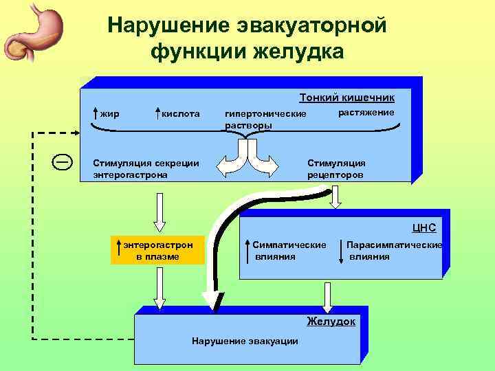 Нарушение эвакуаторной функции желудка Тонкий кишечник жир кислота растяжение гипертонические растворы Стимуляция секреции энтерогастрона