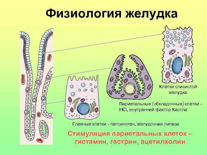 Физиология желудка Клетки слизистой желудка Париетальные (обкладочные) клетки - HCl, внутренний фактор Кастла Главные
