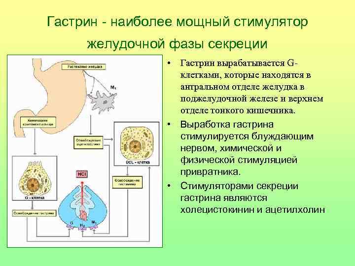 Гастрин - наиболее мощный стимулятор желудочной фазы секреции • Гастрин вырабатывается Gклетками, которые находятся