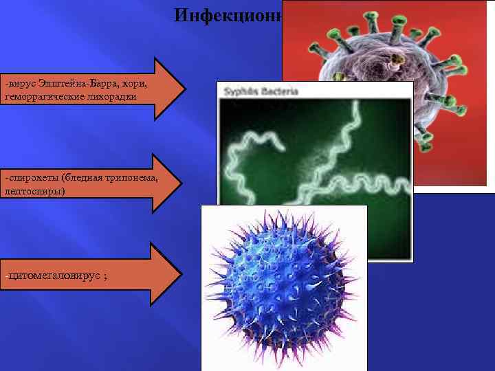 Инфекционный -вирус Эпштейна-Барра, кори, геморрагические лихорадки -спирохеты (бледная трипонема, лептоспиры) -цитомегаловирус ; 
