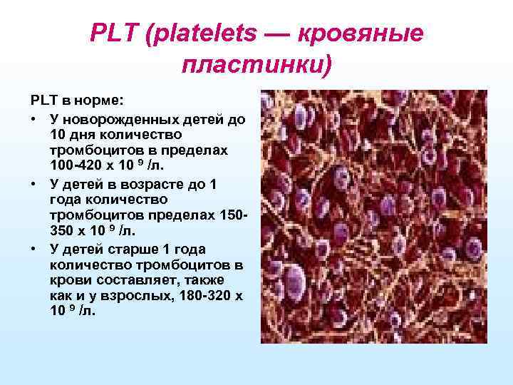 PLT (platelets — кровяные пластинки) PLT в норме: • У новорожденных детей до 10