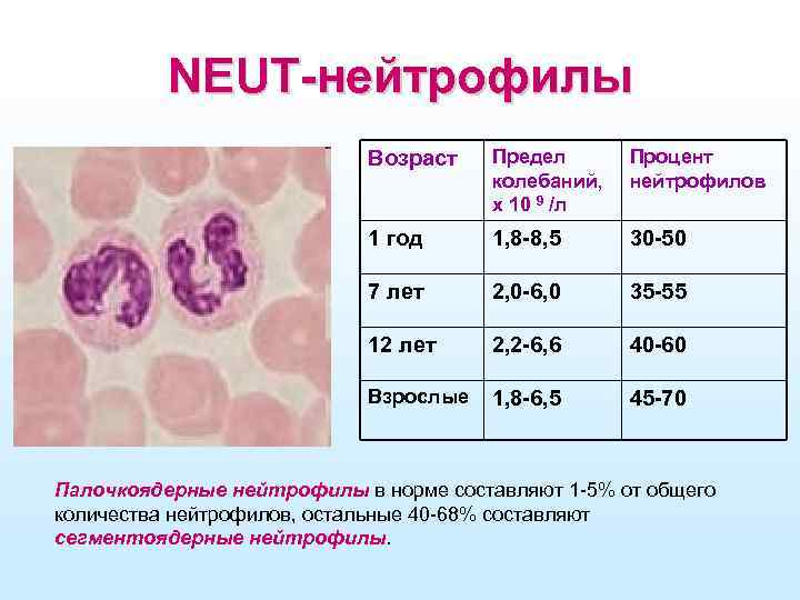 NEUT-нейтрофилы Возраст Предел колебаний, х 10 9 /л Процент нейтрофилов 1 год 1, 8
