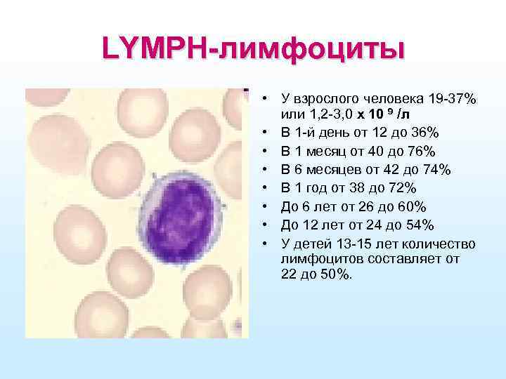 LYMPH-лимфоциты • У взрослого человека 19 -37% или 1, 2 -3, 0 х 10