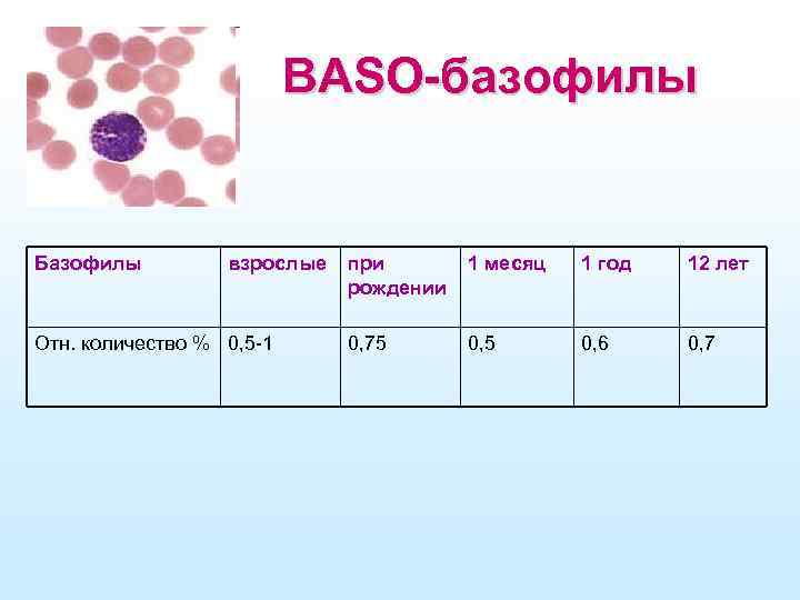 BASO-базофилы Базофилы взрослые Отн. количество % 0, 5 -1 при рождении 1 месяц 1