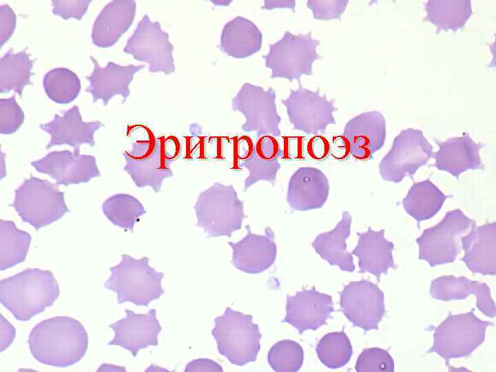 Эритропоэз 