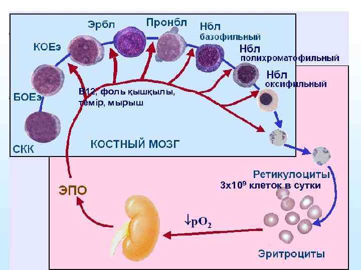 В 12, фоль қышқылы, темір, мырыш 3 х109 клеток в сутки 