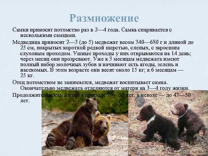 Какой тип развития характерен для медведицы