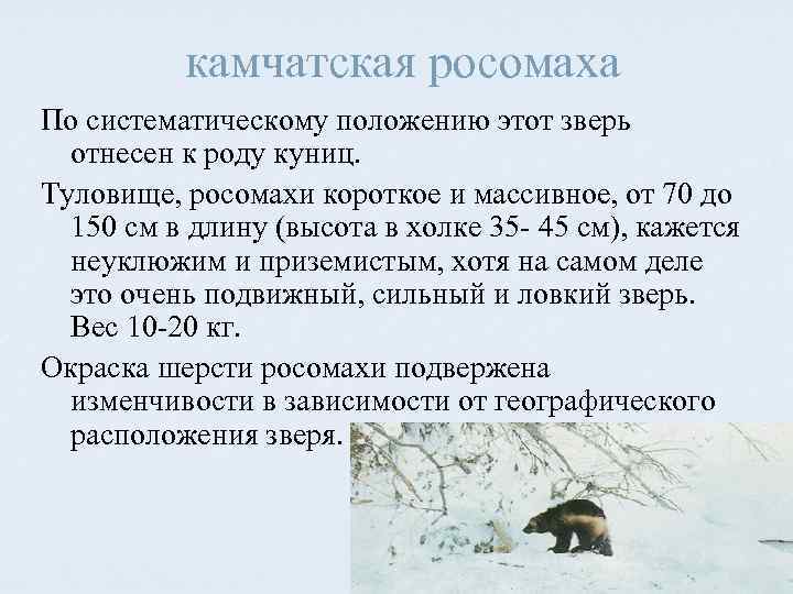 камчатская росомаха По систематическому положению этот зверь отнесен к роду куниц. Туловище, росомахи короткое