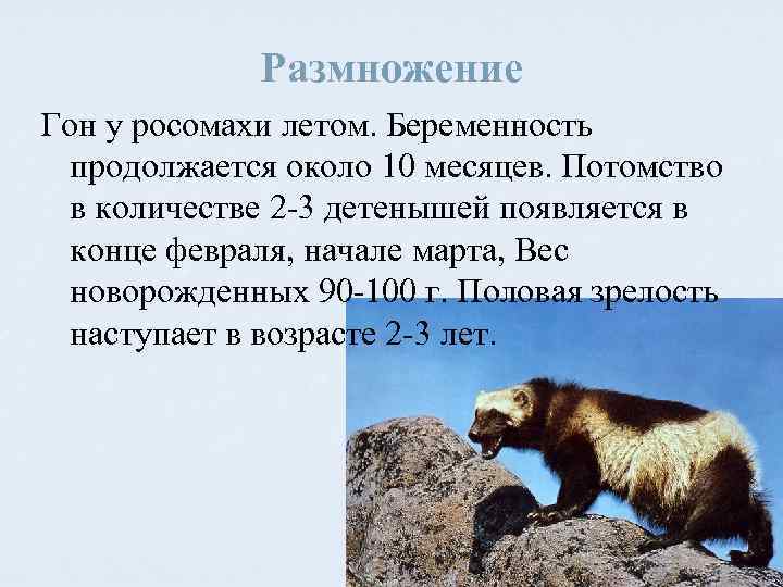 Размножение Гон у росомахи летом. Беременность продолжается около 10 месяцев. Потомство в количестве 2