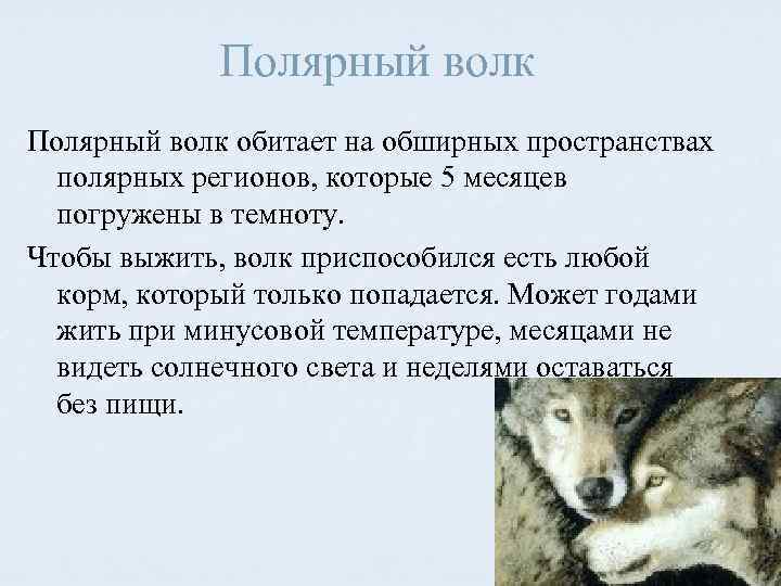Полярный волк обитает на обширных пространствах полярных регионов, которые 5 месяцев погружены в темноту.