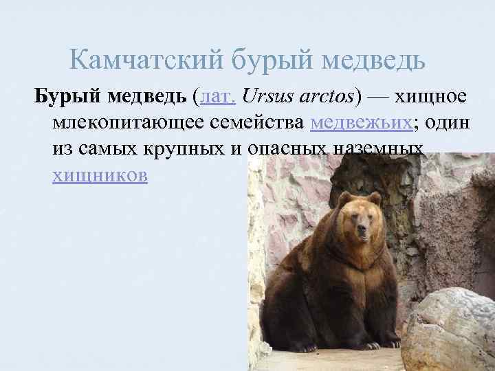 Камчатский бурый медведь Бурый медведь (лат. Ursus arctos) — хищное млекопитающее семейства медвежьих; один