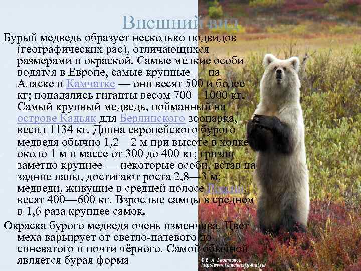 Внешний вид Бурый медведь образует несколько подвидов (географических рас), отличающихся размерами и окраской. Самые