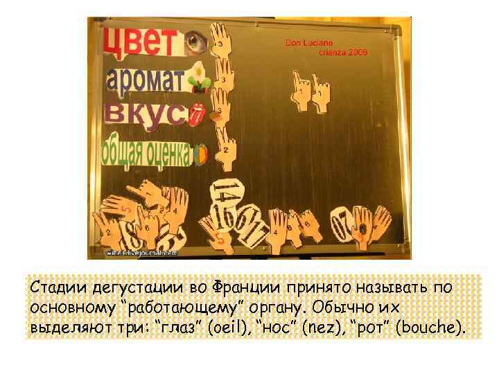 Стадии дегустации во Франции принято называть по основному “работающему” органу. Обычно их выделяют три: