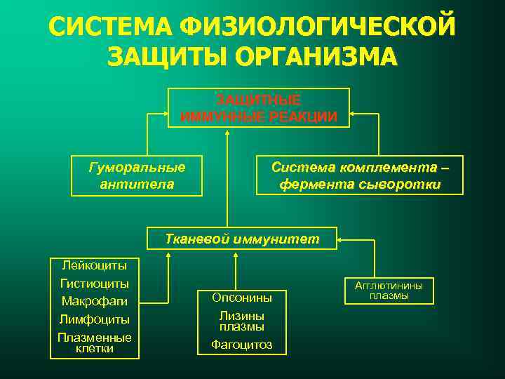 СИСТЕМА ФИЗИОЛОГИЧЕСКОЙ ЗАЩИТЫ ОРГАНИЗМА ЗАЩИТНЫЕ ИММУННЫЕ РЕАКЦИИ Гуморальные антитела Система комплемента – фермента сыворотки