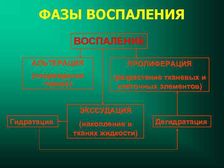 ФАЗЫ ВОСПАЛЕНИЯ ВОСПАЛЕНИЕ АЛЬТЕРАЦИЯ ПРОЛИФЕРАЦИЯ (повреждение тканей) (разрастание тканевых и клеточных элементов) ЭКССУДАЦИЯ Гидратация