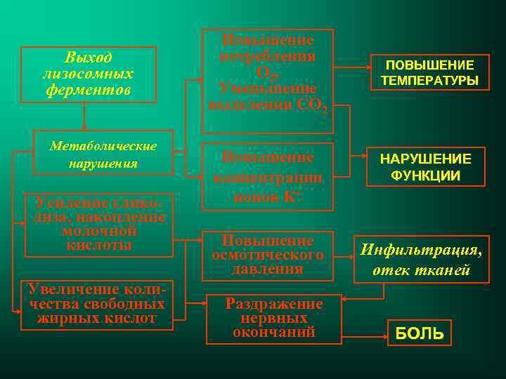 Выход лизосомных ферментов Метаболические нарушения Усиление гликолиза, накопление молочной кислоты Увеличение количества свободных жирных