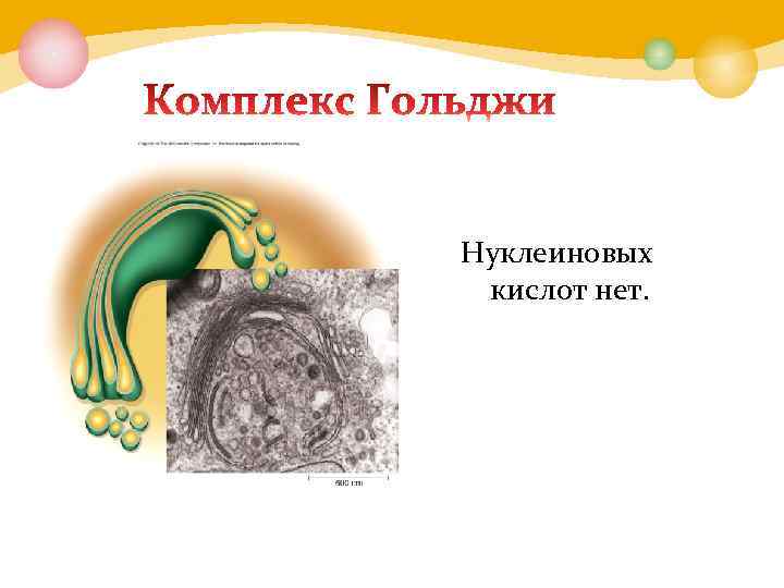 Нуклеиновых кислот нет. 