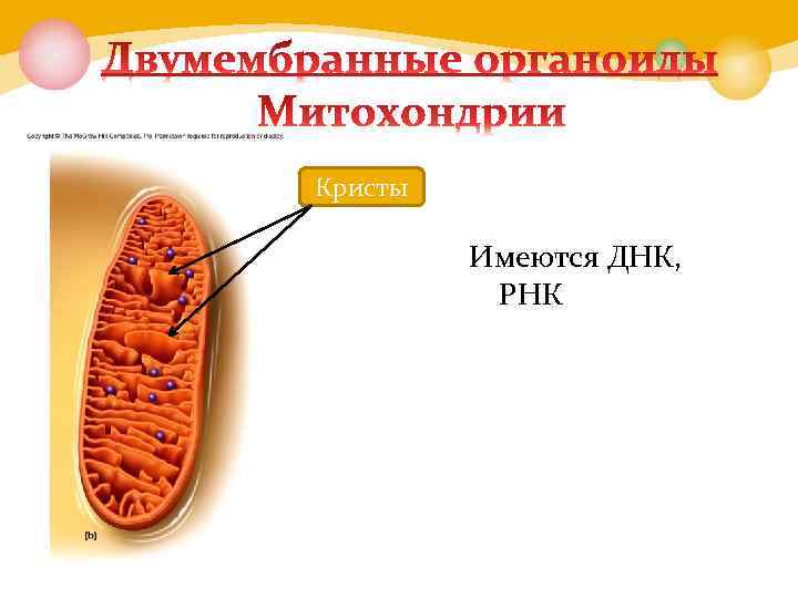 Кристы Имеются ДНК, РНК 