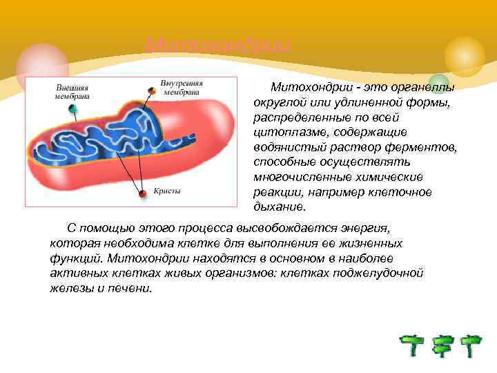 Митохондрии - это органеллы округлой или удлиненной формы, распределенные по всей цитоплазме, содержащие водянистый