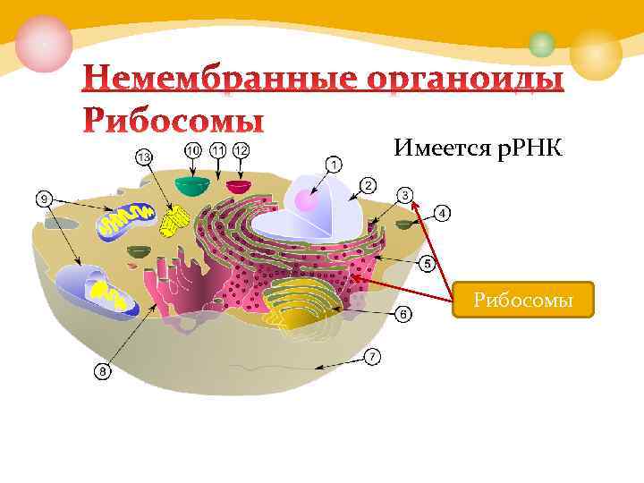 Имеется р. РНК Рибосомы 