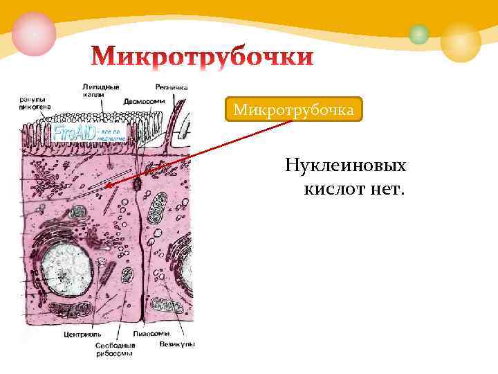 Микротрубочка Нуклеиновых кислот нет. 
