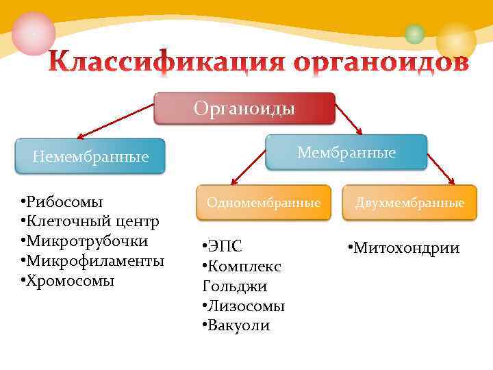 Органоиды Мембранные Немембранные • Рибосомы • Клеточный центр • Микротрубочки • Микрофиламенты • Хромосомы