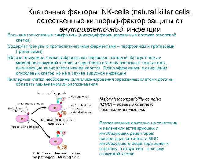 Клеточные факторы защиты. Естественные клетки киллеры. Механизм действия натуральных киллеров. Перфорины это иммунология. Активация NK клеток.