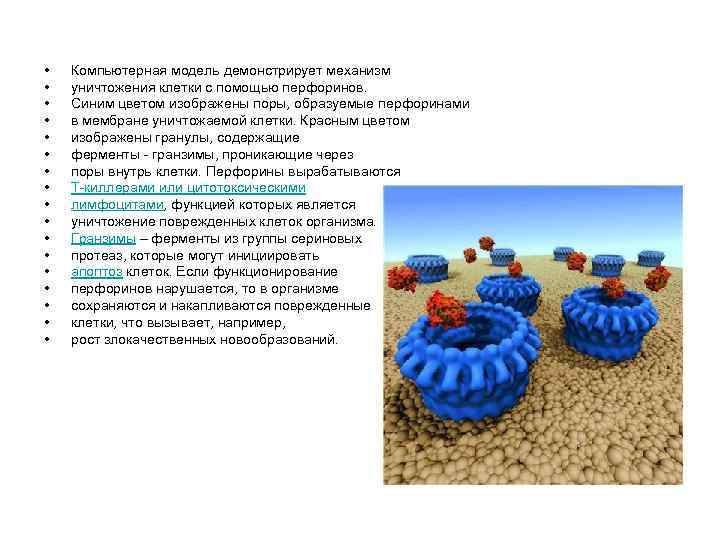  • • • • • Компьютерная модель демонстрирует механизм уничтожения клетки с помощью