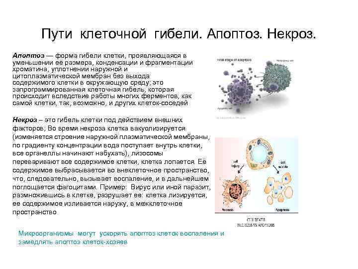 Пути клеточной гибели. Апоптоз. Некроз. Апоптоз — форма гибели клетки, проявляющаяся в уменьшении её