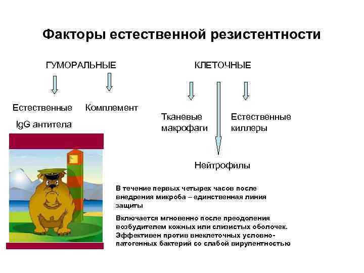 Факторы естественной резистентности ГУМОРАЛЬНЫЕ Естественные Ig. G антитела Комплемент КЛЕТОЧНЫЕ Тканевые макрофаги Естественные киллеры