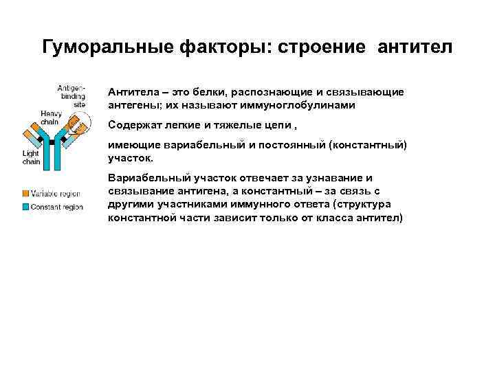 Гуморальные факторы: строение антител Антитела – это белки, распознающие и связывающие антегены; их называют