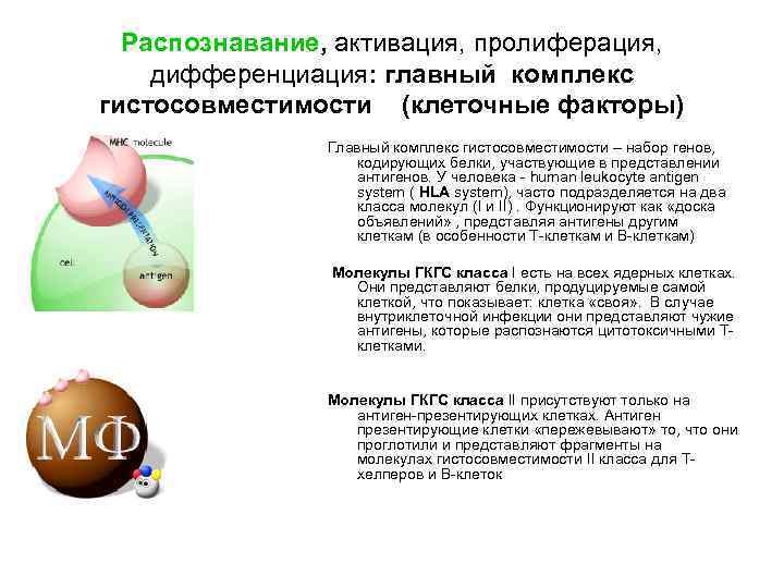 Распознавание, активация, пролиферация, дифференциация: главный комплекс гистосовместимости (клеточные факторы) Главный комплекс гистосовместимости – набор