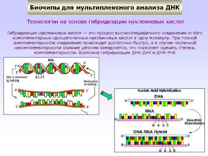 Биочипы для мультиплексного анализа ДНК Технологии на основе гибридизации нуклеиновых кислот Гибридизация нуклеиновых кислот