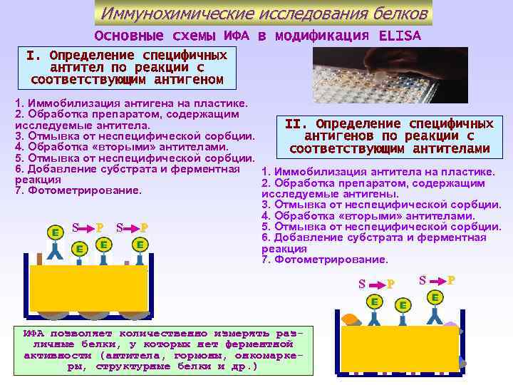 Иммунохимические исследования белков Основные схемы ИФА в модификация ELISA I. Определение специфичных антител по