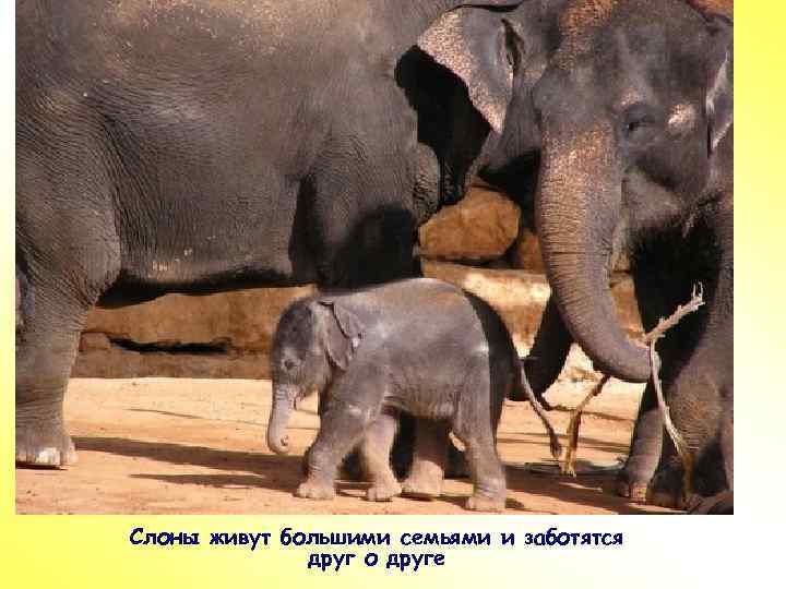 Слоны живут большими семьями и заботятся друг о друге 