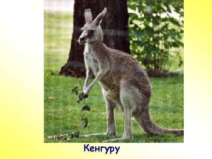 ПР Кенгуру 