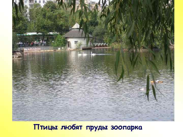 ПР Птицы любят пруды зоопарка 