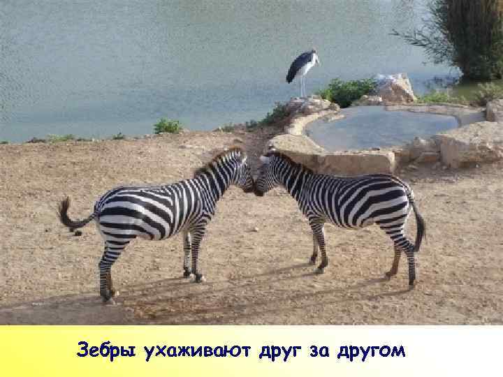 ПР Зебры ухаживают друг за другом 