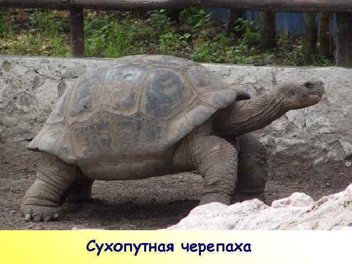ПР Сухопутная черепаха 