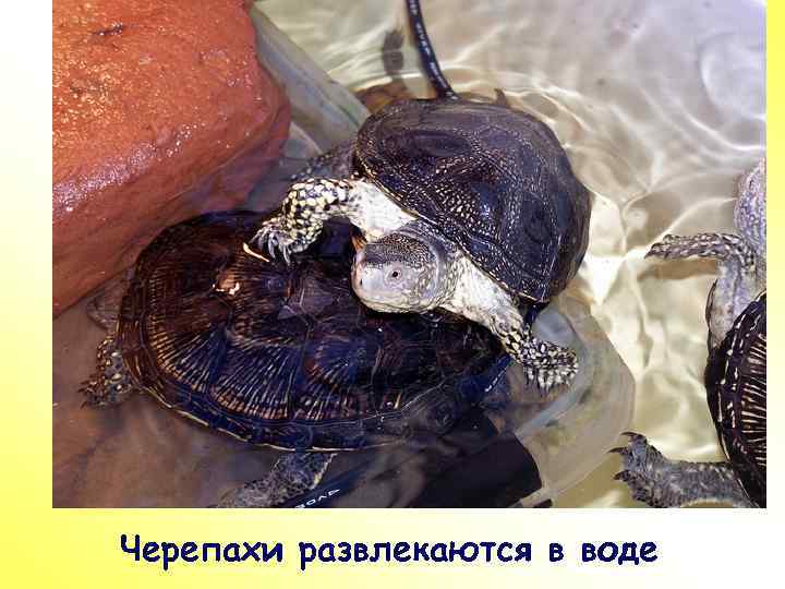 ПР Черепахи развлекаются в воде 