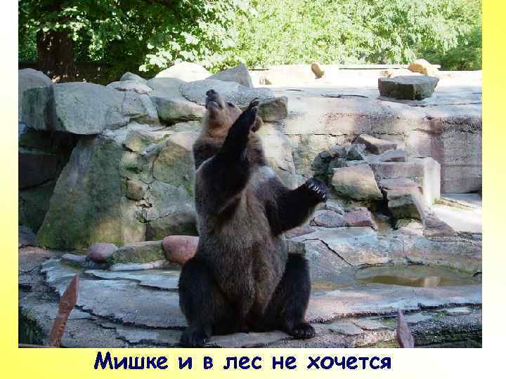ПР Мишке и в лес не хочется 