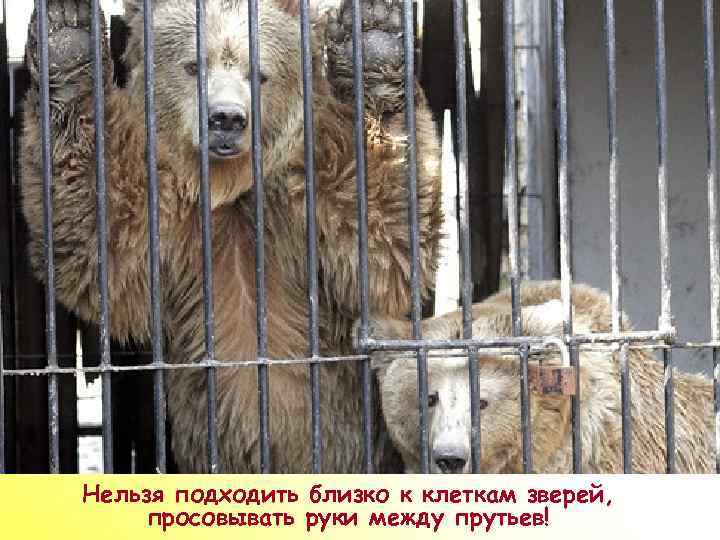 ПР Нельзя подходить близко к клеткам зверей, просовывать руки между прутьев! 