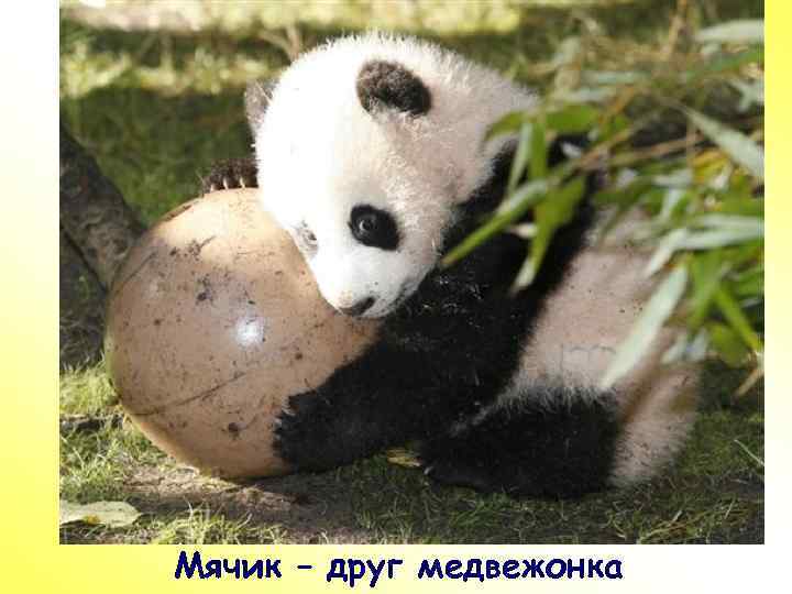 ПР Мячик – друг медвежонка 