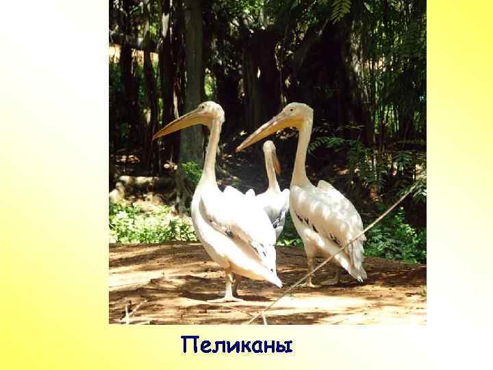 ПР Пеликаны 