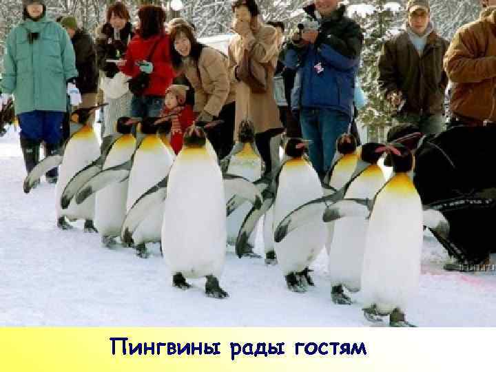 ПР Пингвины рады гостям 