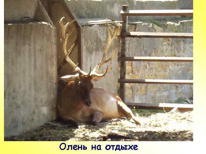 ПР Олень на отдыхе 