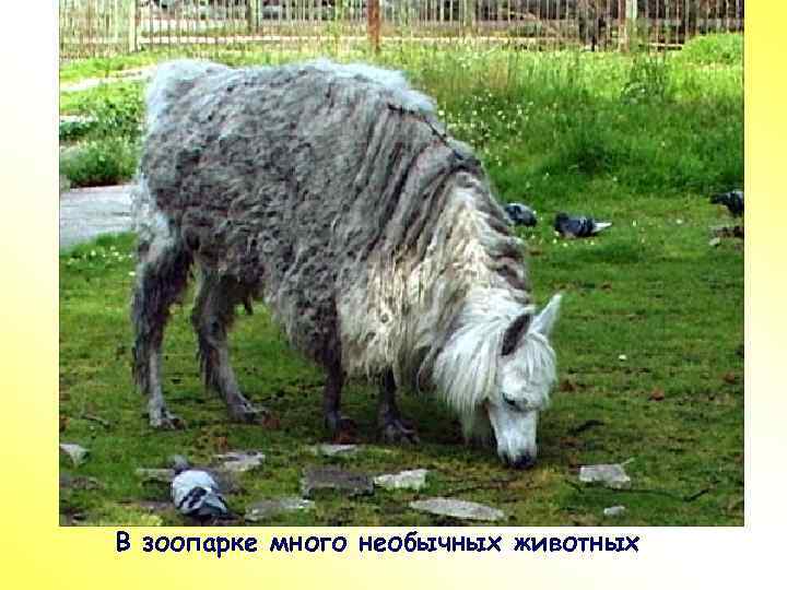 ПР В зоопарке много необычных животных 